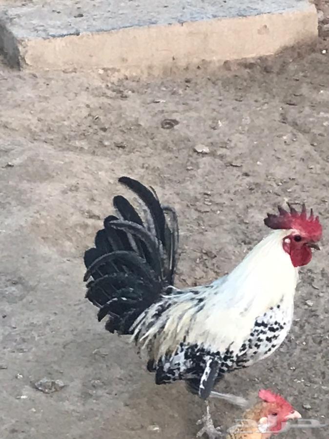 ديوك حجم جامبو