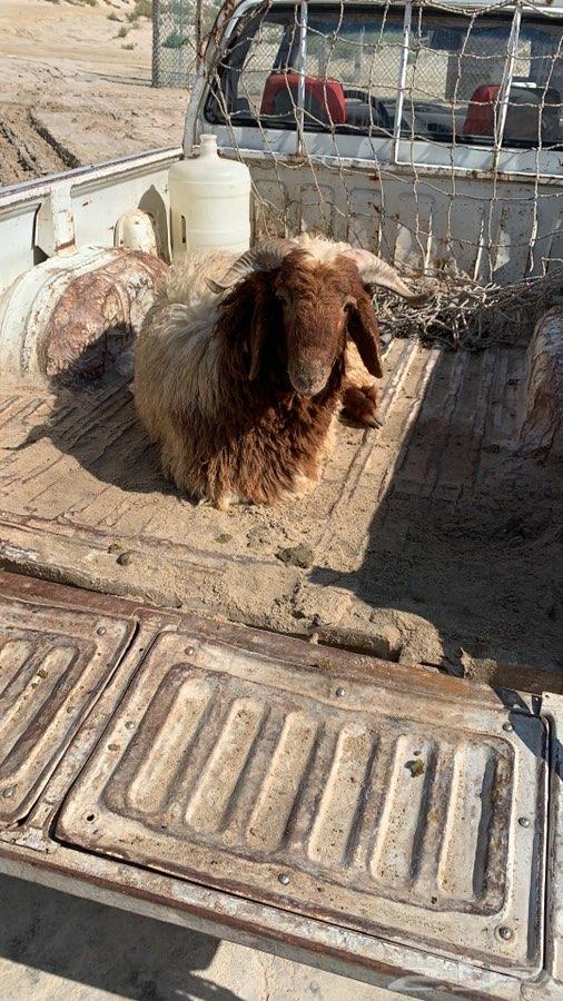 ذبايح نعيم وحري تيسوس