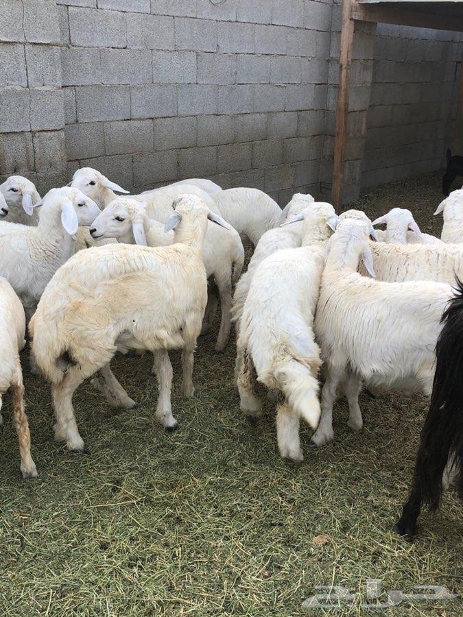 ذبايح طليان حريه