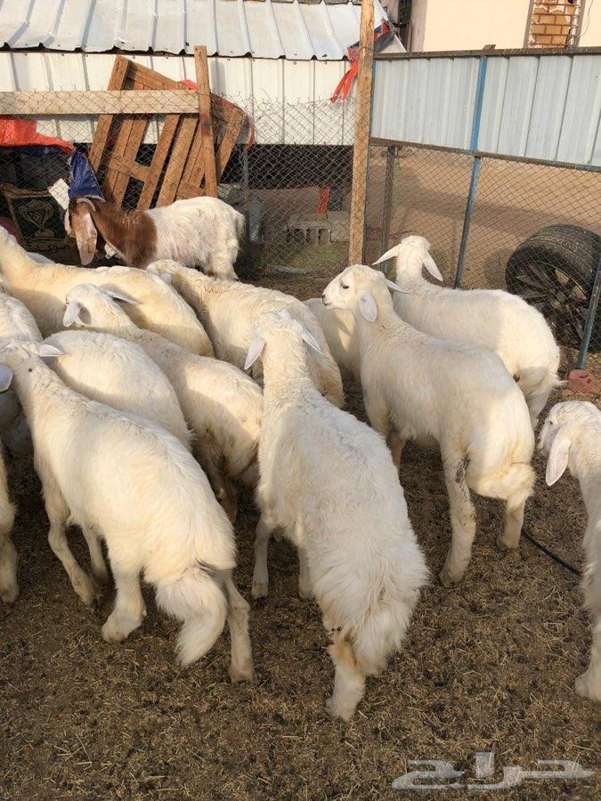 ذبايح طليان حريه