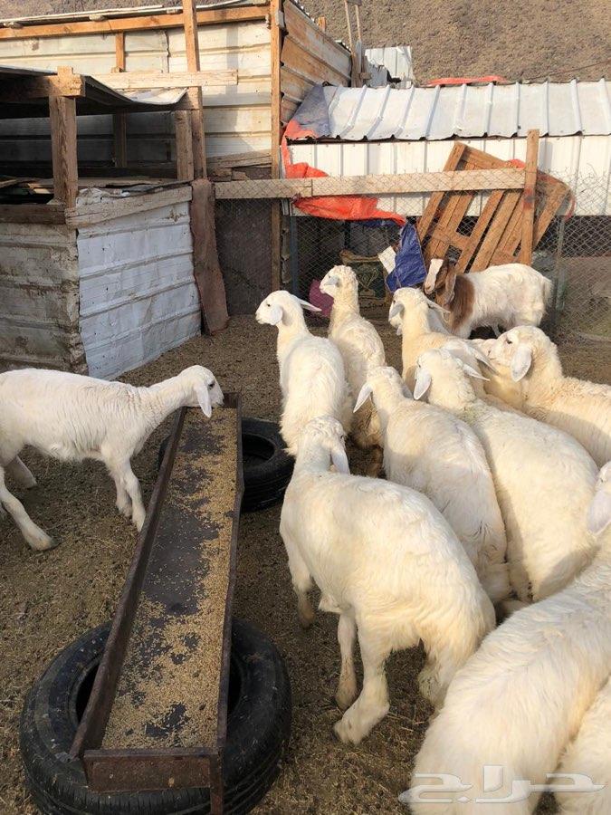 ذبايح طليان حريه