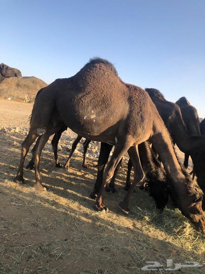 ناقه وبعير