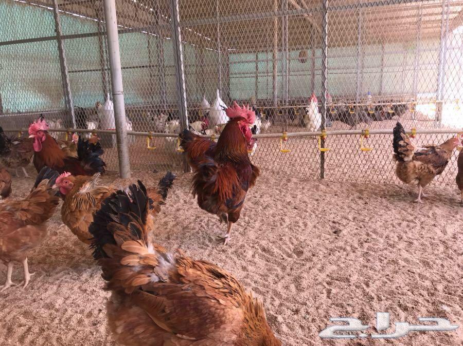 بيض دجاج فرنسي مخصب(عرض لفترة محدودة)