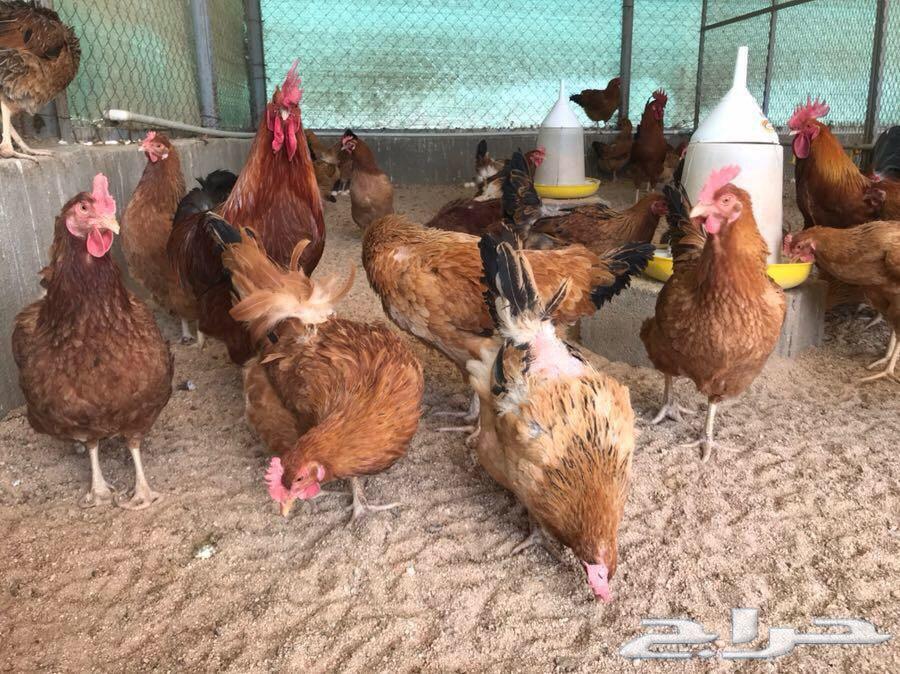 بيض دجاج فرنسي مخصب(عرض لفترة محدودة)