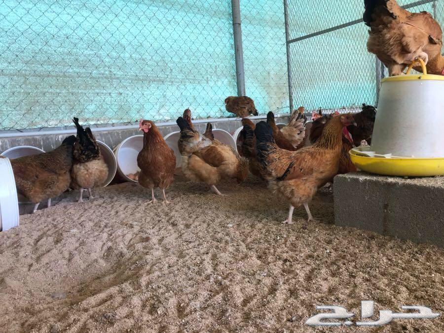 بيض دجاج فرنسي مخصب(عرض لفترة محدودة)