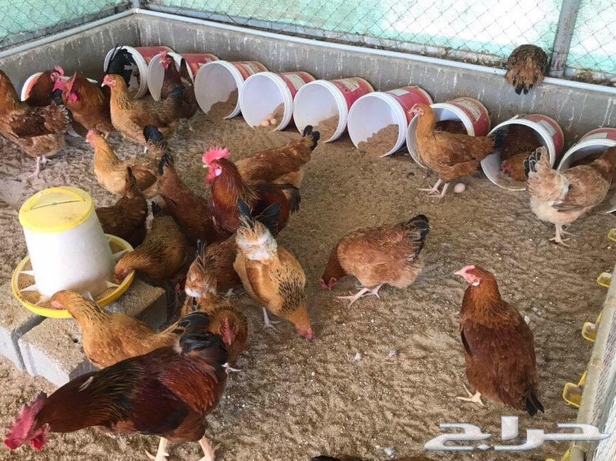 بيض دجاج فرنسي مخصب(عرض لفترة محدودة)