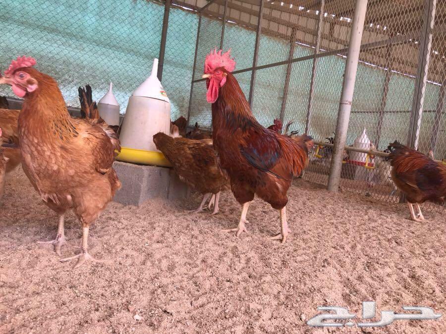 بيض دجاج فرنسي مخصب(عرض لفترة محدودة)