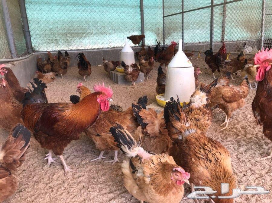 بيض دجاج فرنسي مخصب(عرض لفترة محدودة)