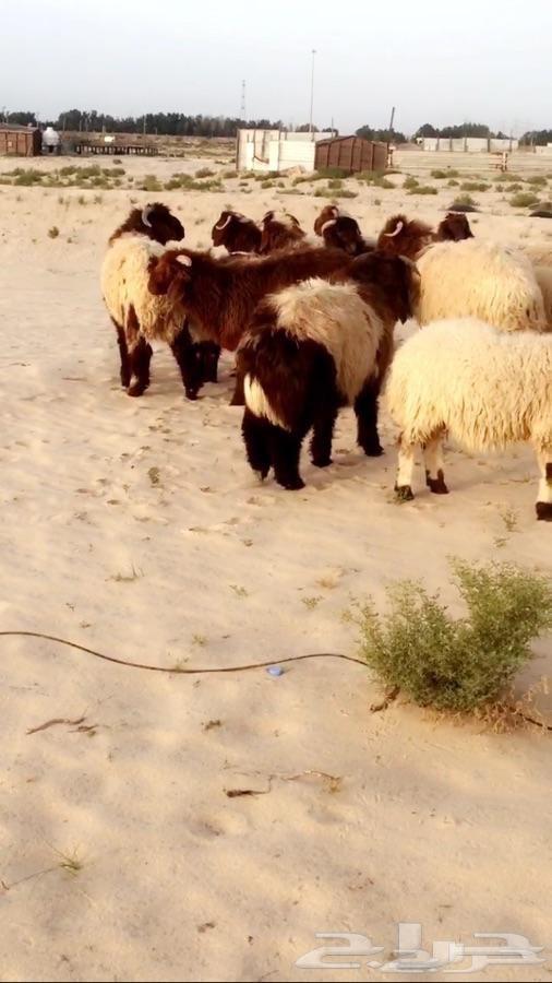 ذبايح نعيم وحري وعرب