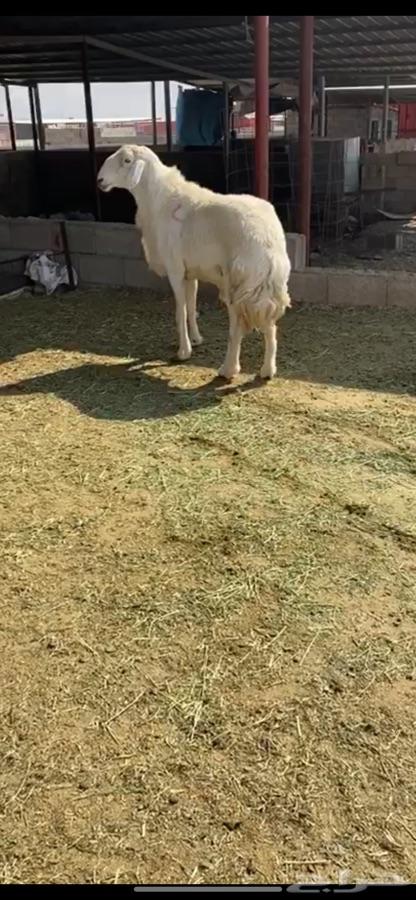 فحل حري صنف ومشروط