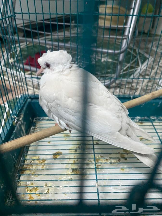 حمام زينة