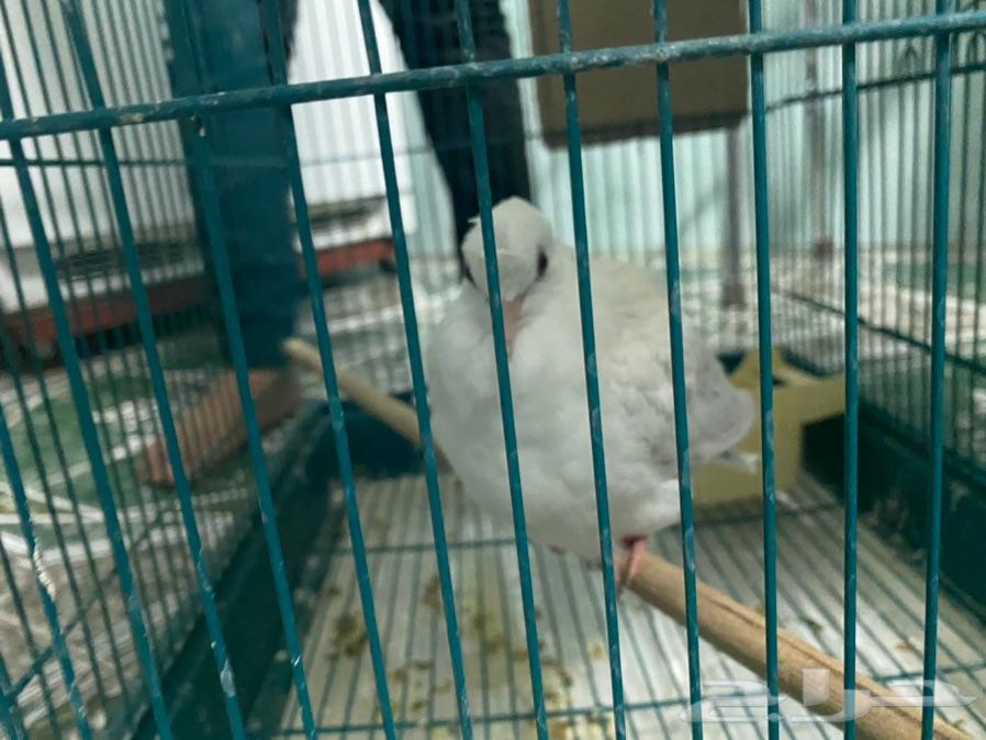 حمام زينة