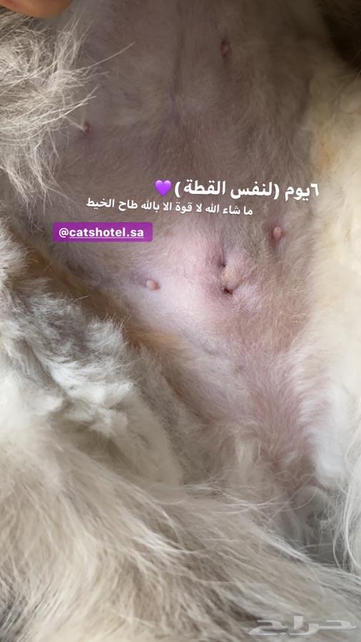 فندقة قطط