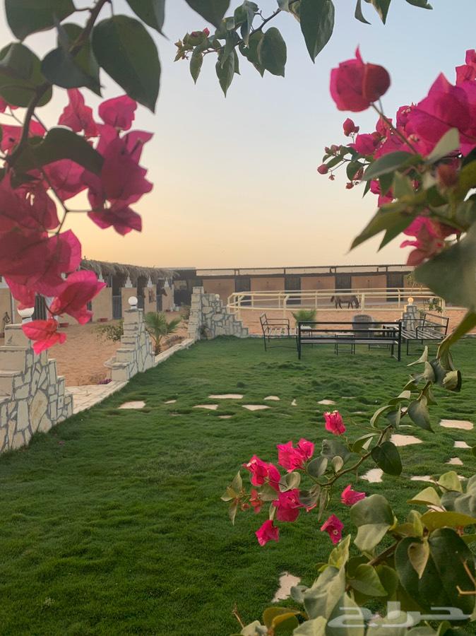 اسطبل مربط ايواء خيل فرس