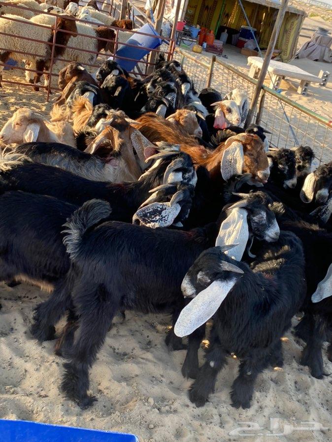 ذبايح طيبه شرط