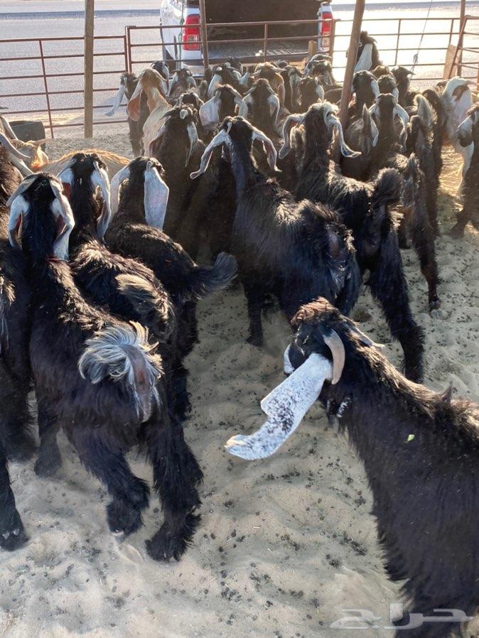 ذبايح طيبه شرط