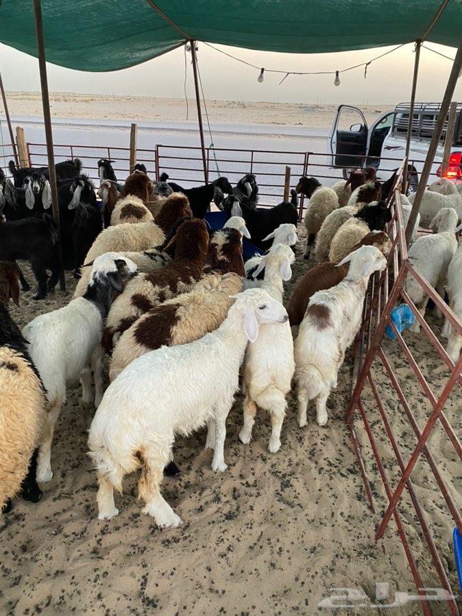 ذبايح طيبه شرط