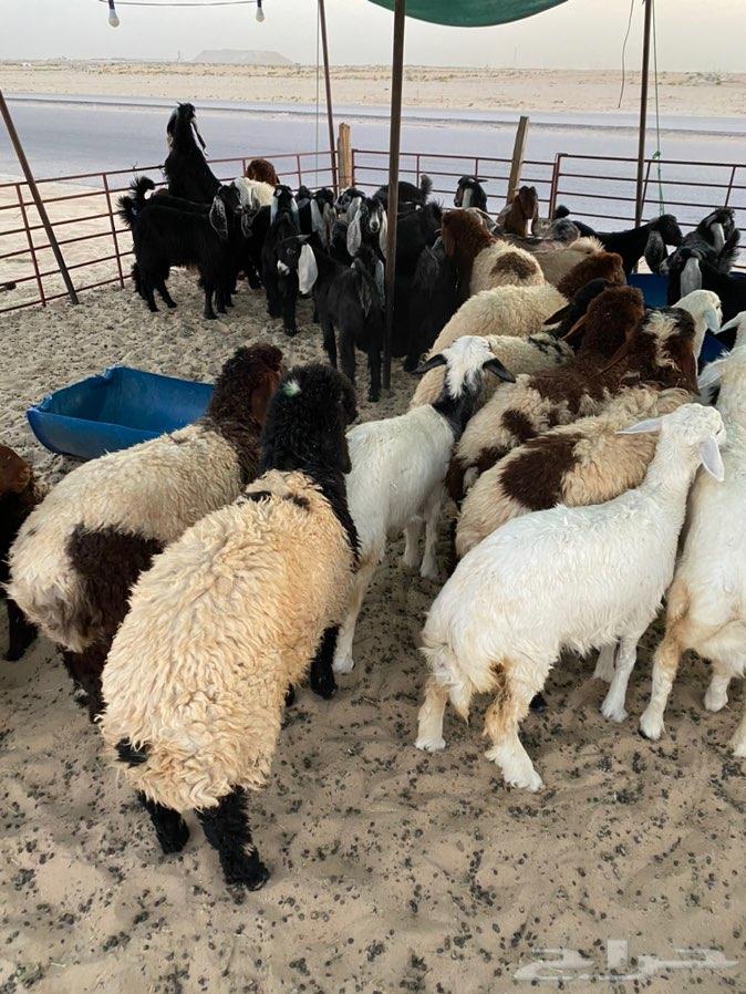 ذبايح طيبه شرط