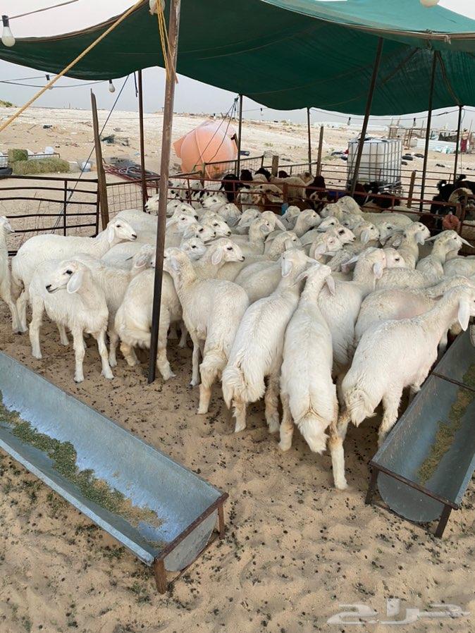 ذبايح طيبه شرط