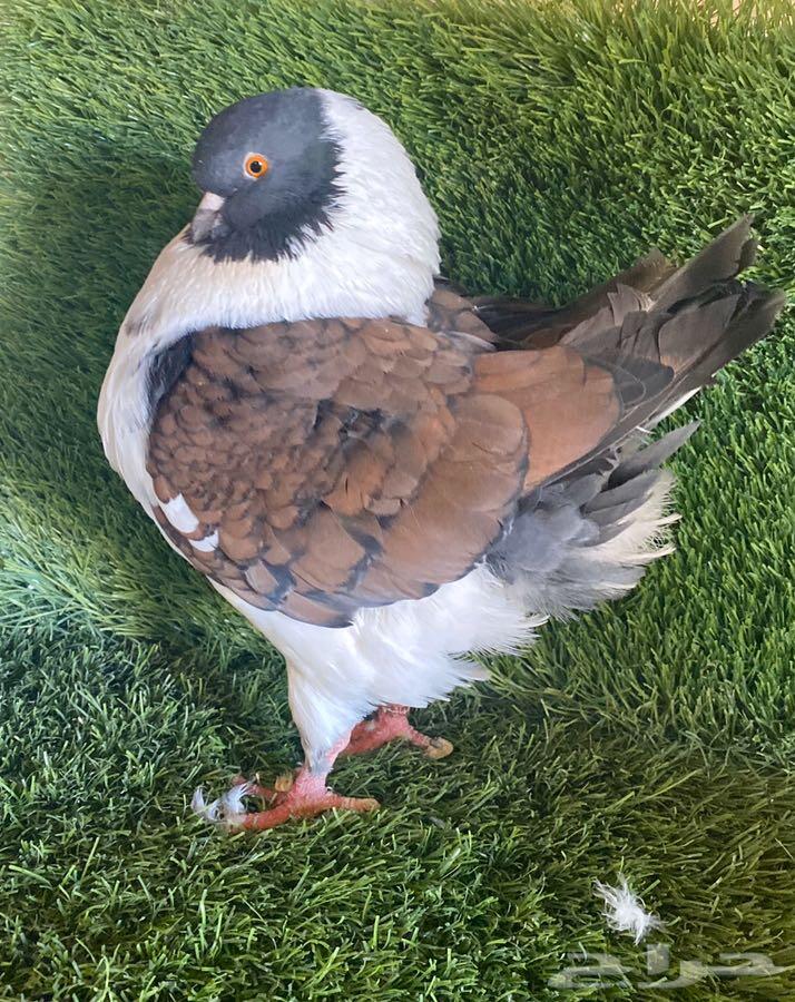 حمام كنق فحل