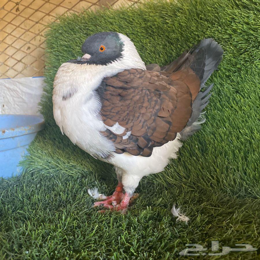 حمام كنق فحل