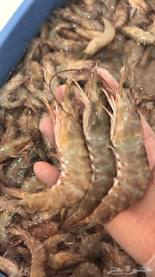 سمك وربيان بلدي طازج وبهارات الاسماك