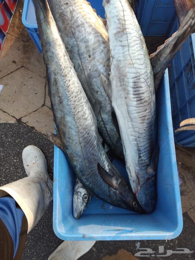سمك وربيان بلدي طازج وبهارات الاسماك