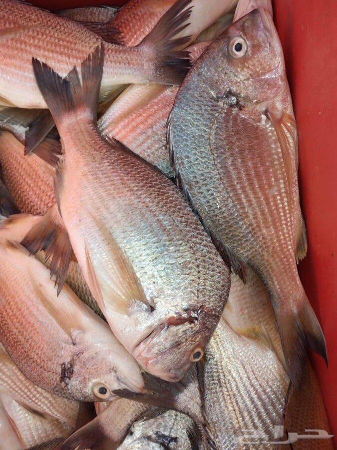 سمك وربيان بلدي طازج وبهارات الاسماك