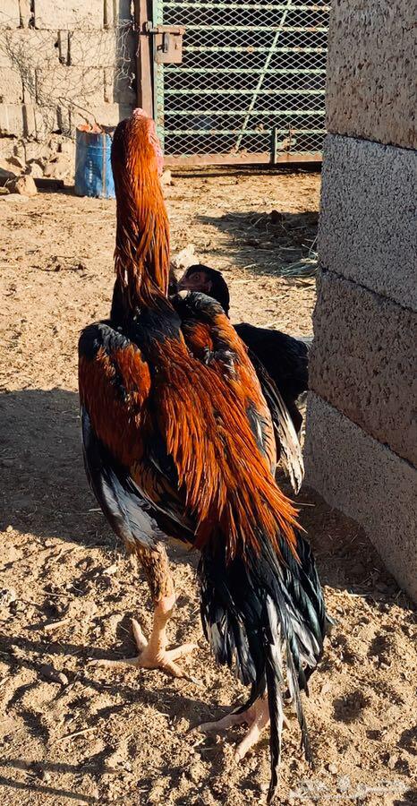 دجاج باكستاني. سن دي