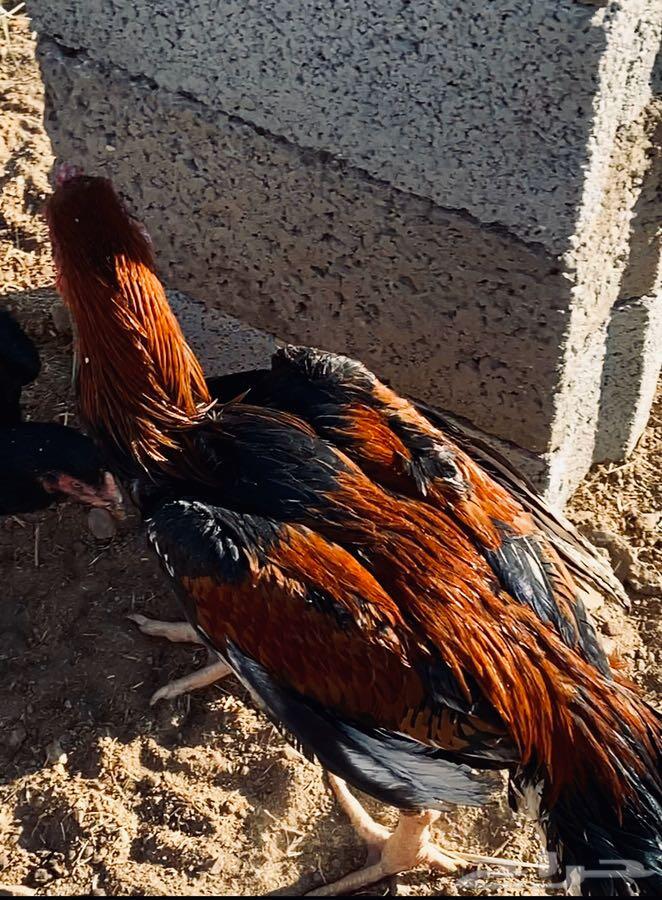 دجاج باكستاني. سن دي