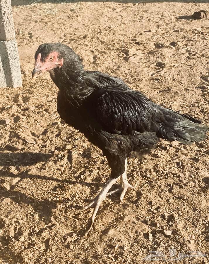 دجاج باكستاني. سن دي