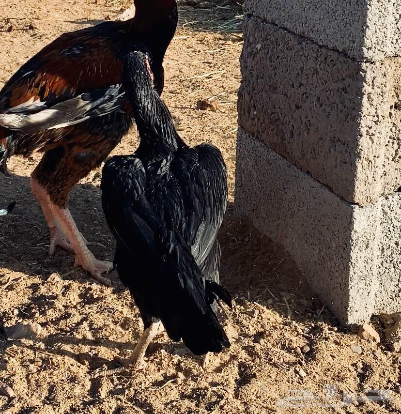 دجاج باكستاني. سن دي