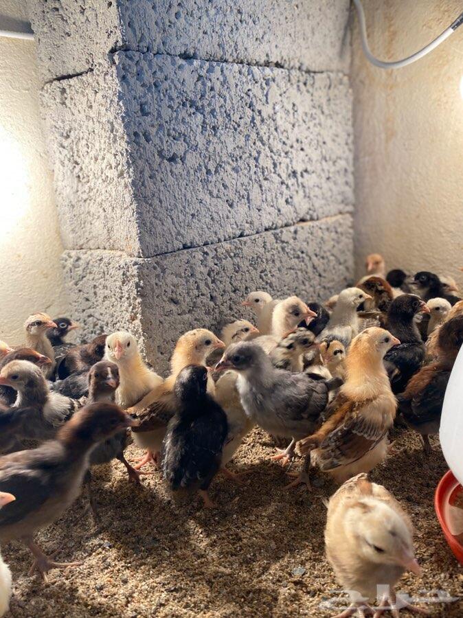 فرصة .. للمرب والي بيترزق الله