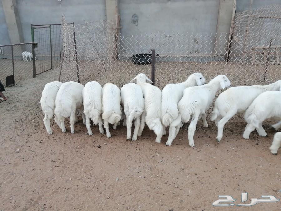 طليان حرية مقفلات شحم ولحم فل الفل ممتازة جدا