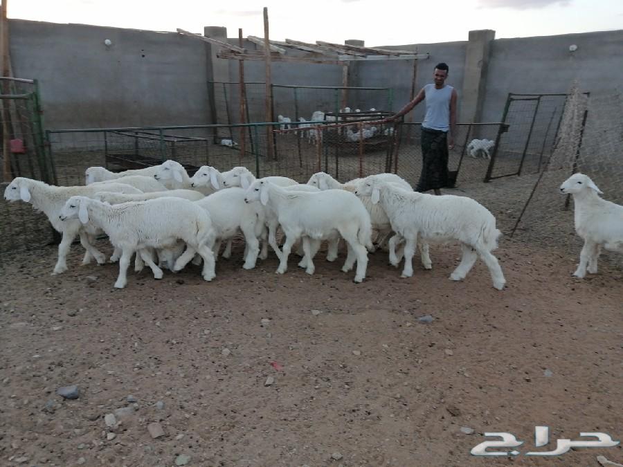 طليان حرية مقفلات شحم ولحم فل الفل ممتازة جدا