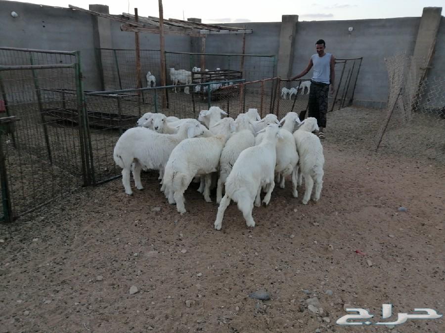 طليان حرية مقفلات شحم ولحم فل الفل ممتازة جدا