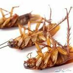 غسيل مكيافات ومكافحة ابو بريص ورق صراصير ونمل