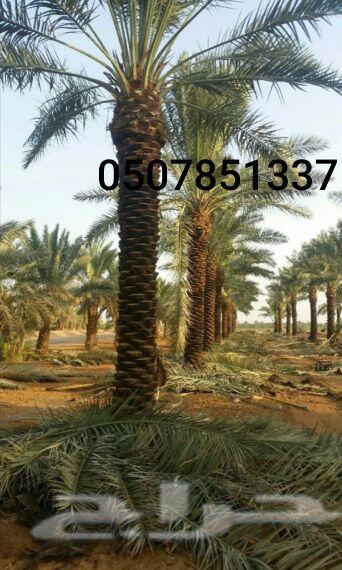 نخل واشنطني زينه للبيع واشنطونيا وعربي وملوكي