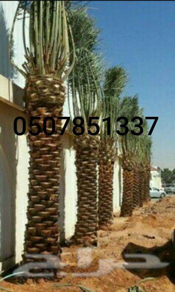 نخل واشنطني زينه للبيع واشنطونيا وعربي وملوكي