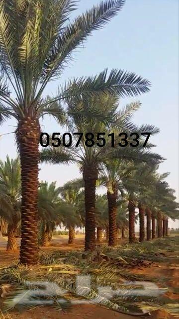 نخل واشنطني زينه للبيع واشنطونيا وعربي وملوكي