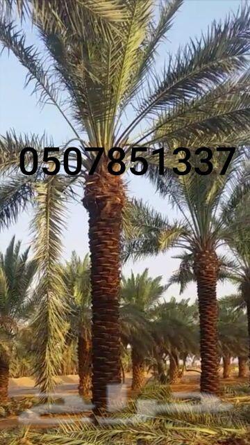 نخل واشنطني زينه للبيع واشنطونيا وعربي وملوكي