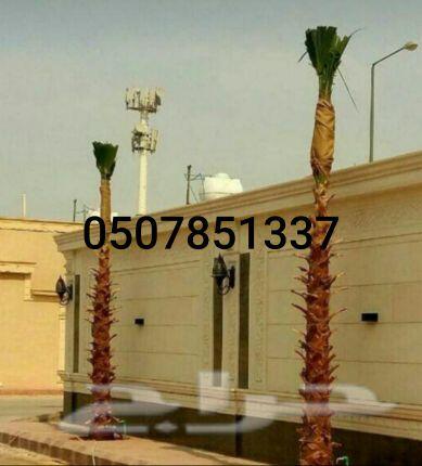نخل واشنطني زينه للبيع واشنطونيا وعربي وملوكي