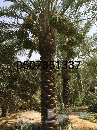 نخل واشنطني زينه للبيع واشنطونيا وعربي وملوكي
