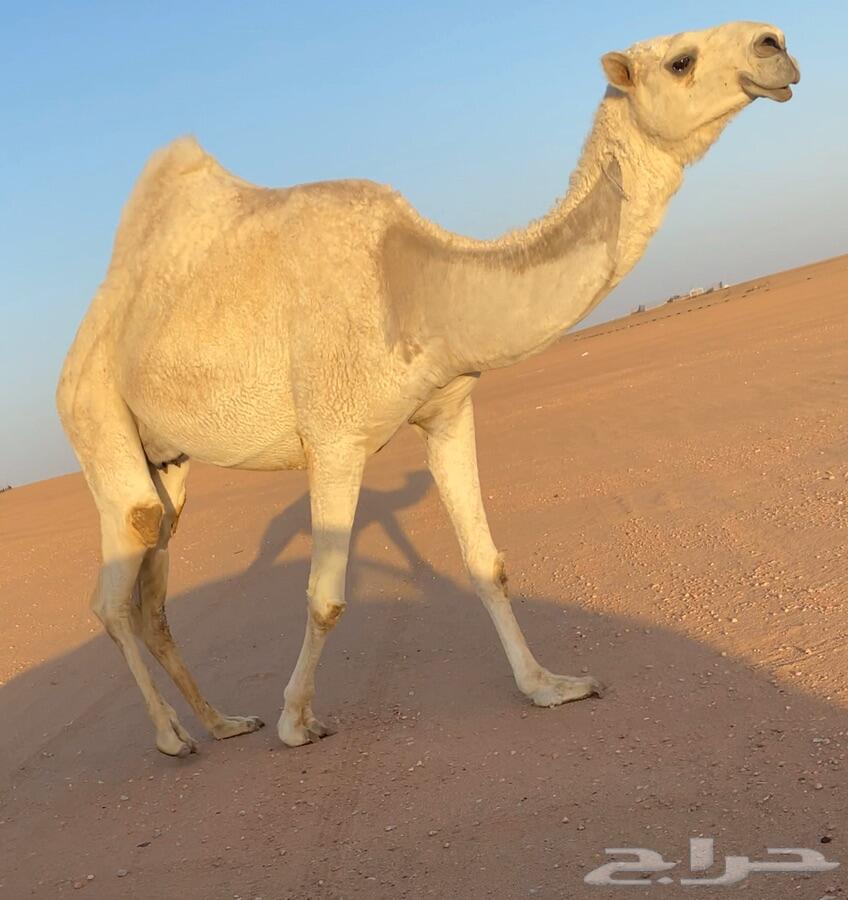 للبيع خلفه وضحاء كفو