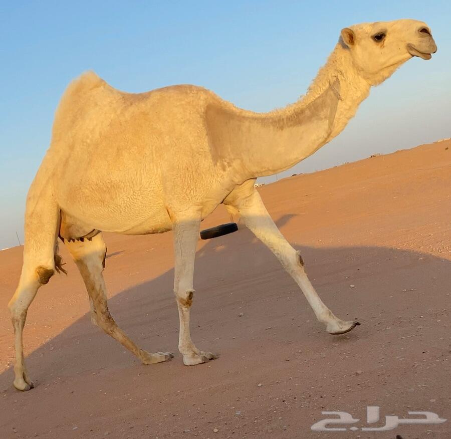 للبيع خلفه وضحاء كفو