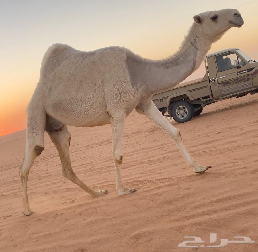 للبيع خلفه وضحاء كفو